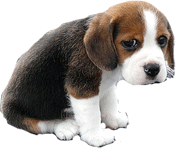puppy